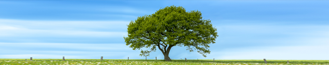 The Learning Tree