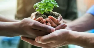 3 paar habden op elkaar die samen een plant vasthouden